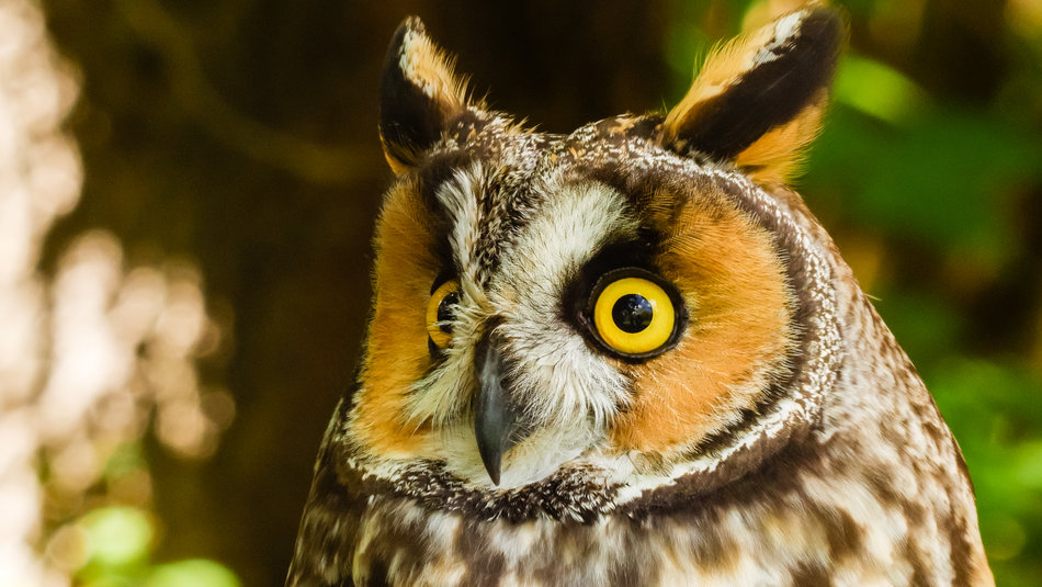 Fou des oiseaux hibou moyen duc%28prodanneeslumiere%29