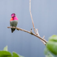 Fou des oiseaux colibri d'anna %28credit productions des annees lumiere%29