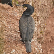 257 grand cormoran