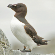 479 petit pingouin