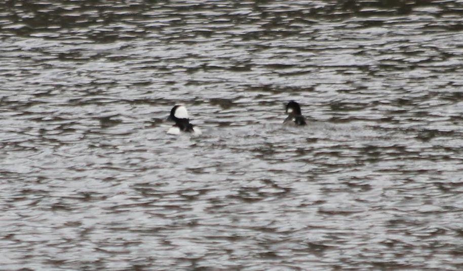 Petit garrot 2015 04 25