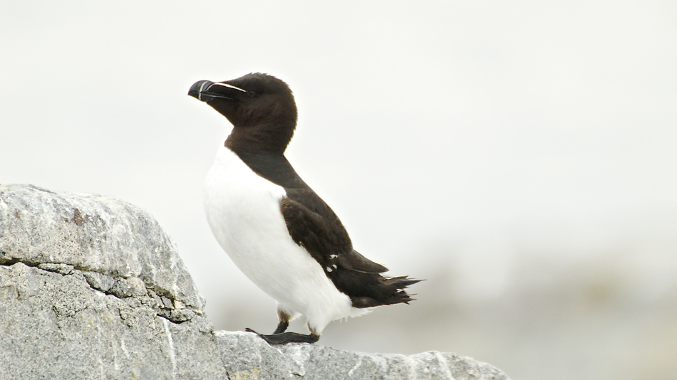 Petit Pingouin - Observation - Fou des oiseaux