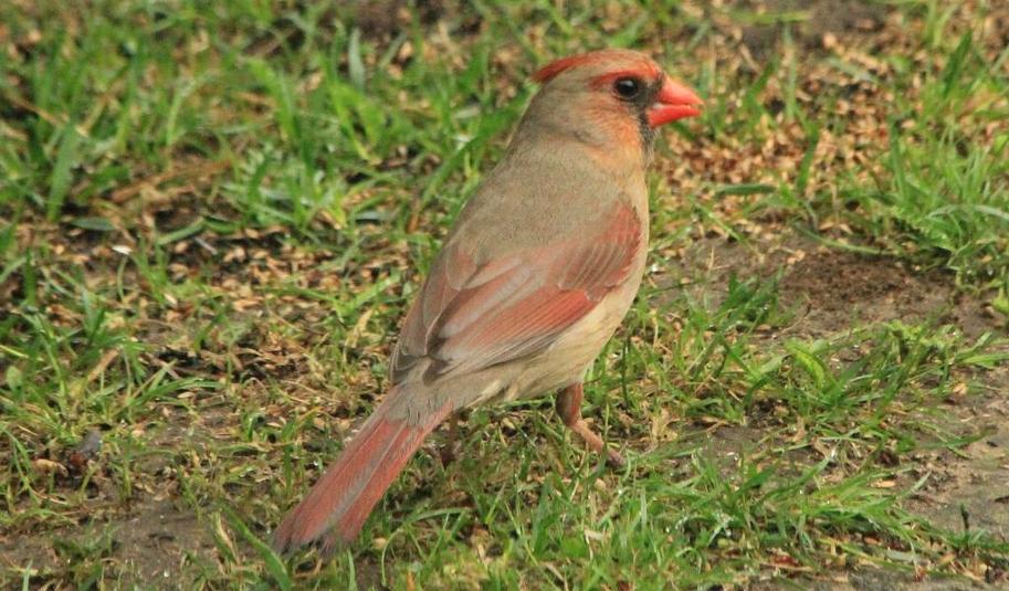 Cardinal rouge %28femelle%292015 05 10