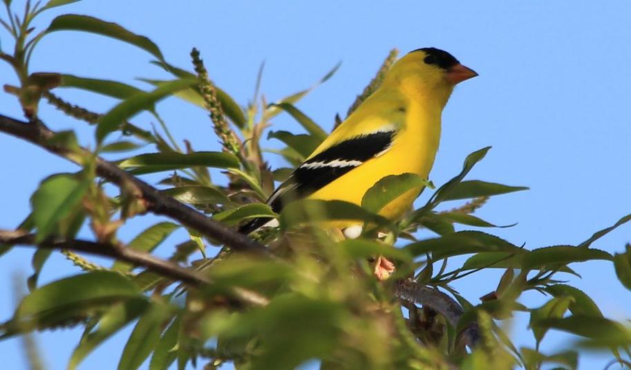 Chardonneret jaune 2015 05 09