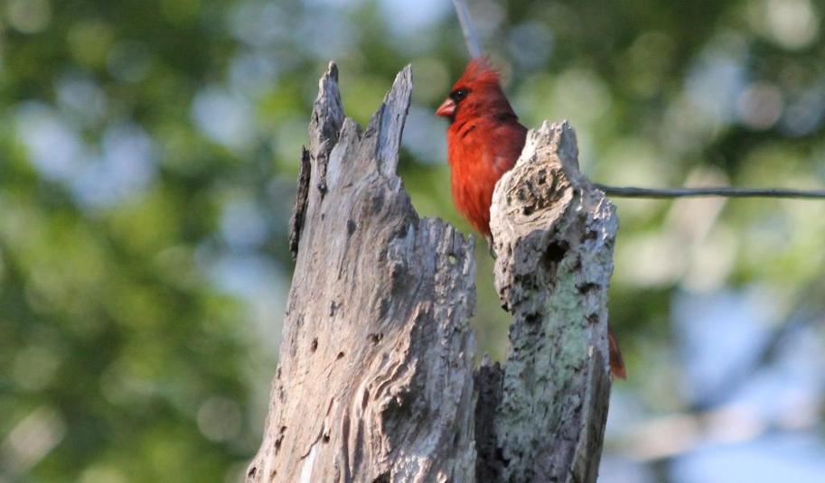 Cardinal rouge 2015 08 10