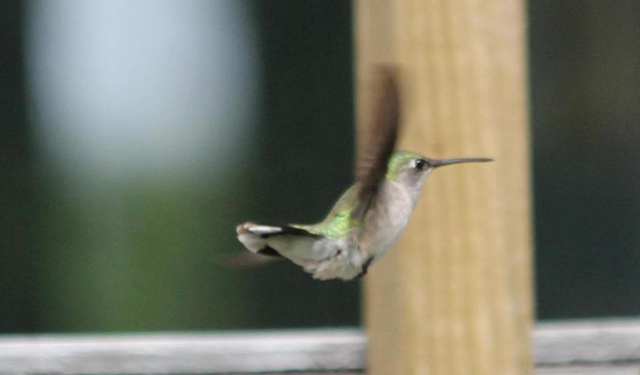 Colibri %c3%a0 gorge rubis 2015 05 31