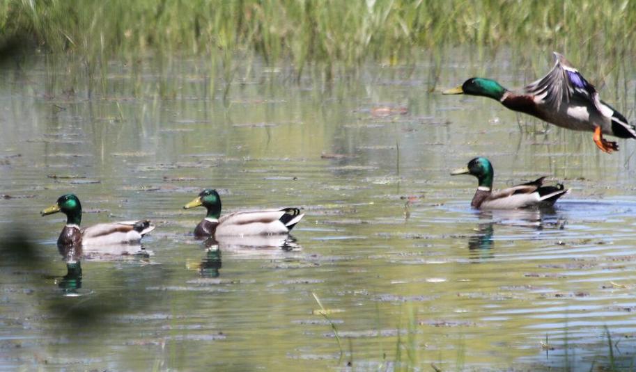Colvert 2015 05 23