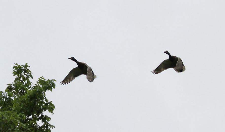 Colvert 2015 05 31