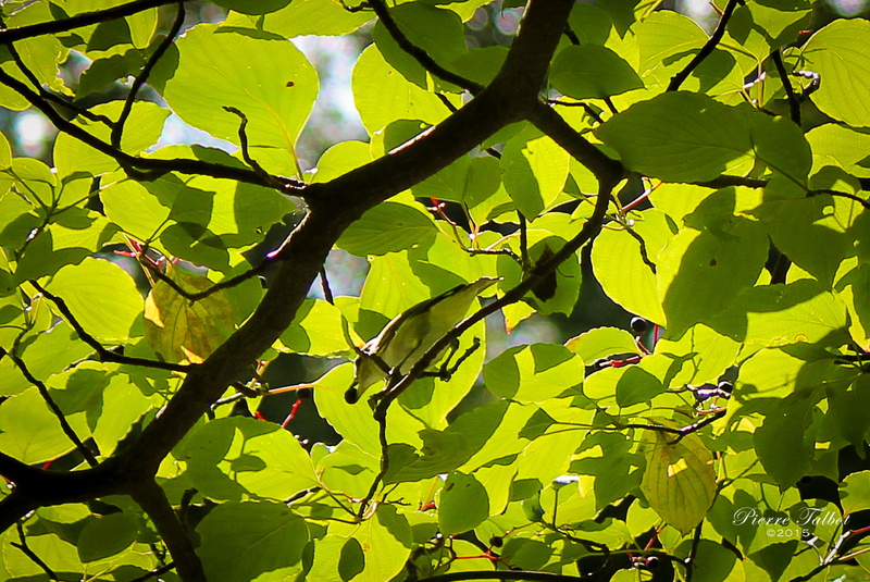 Oiseaux 24