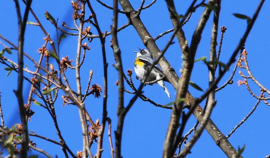 Paruline %c3%a0 croupion jaune 2015 05 18b