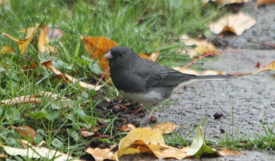 Junco ardois%c3%a9 2015 006