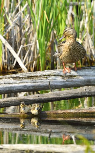  dsc5625 canard colvert