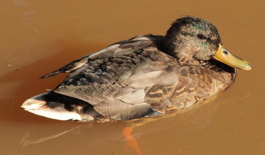 Canard colvert %28juv%c3%a9nile%29 2015 10 12 281