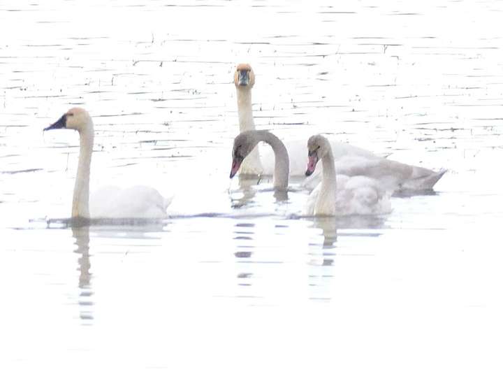 Cygne siffleur