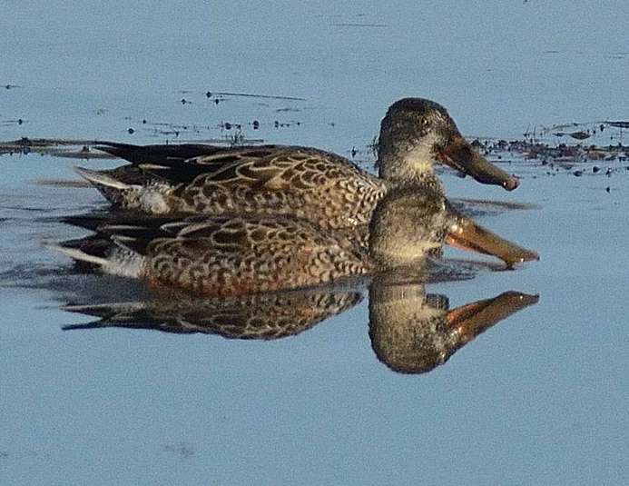 Canard souchet