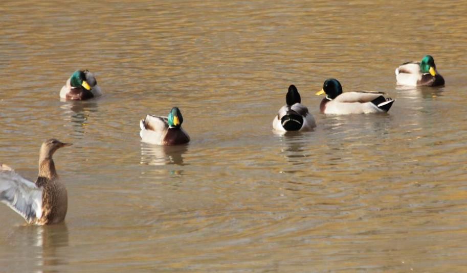 Canard colvert 2015 11 07