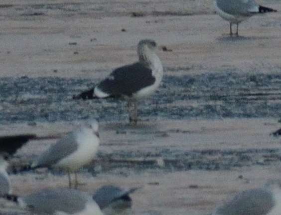 Goeland brun