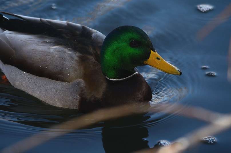 Canard colvert