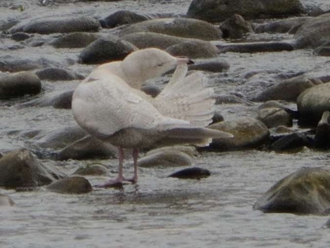 Goeland bourgmestre