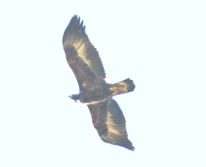 Aigle royal