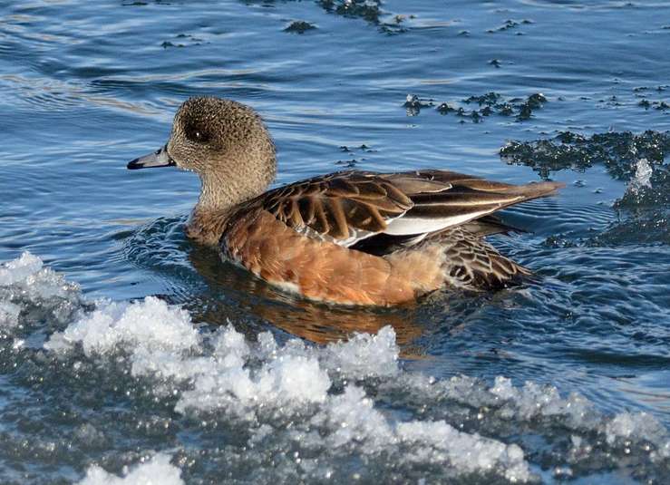 Canard d am%c3%a9rique