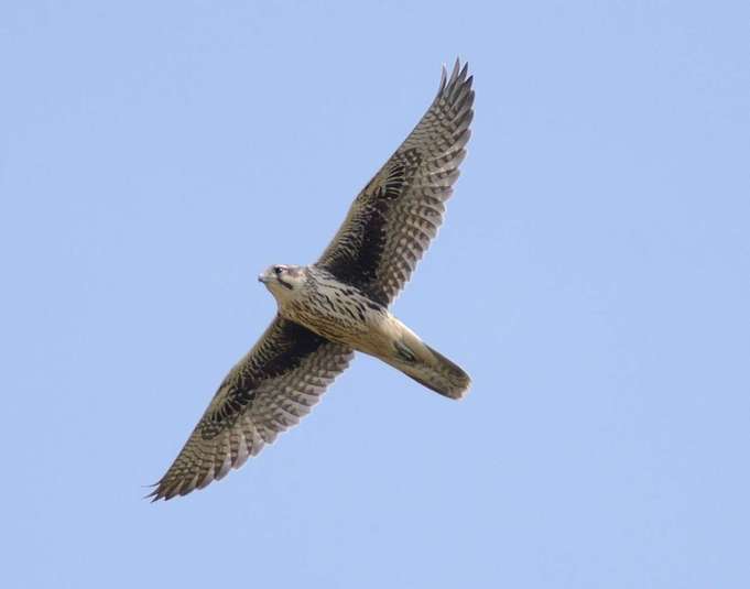 Faucon des prairies