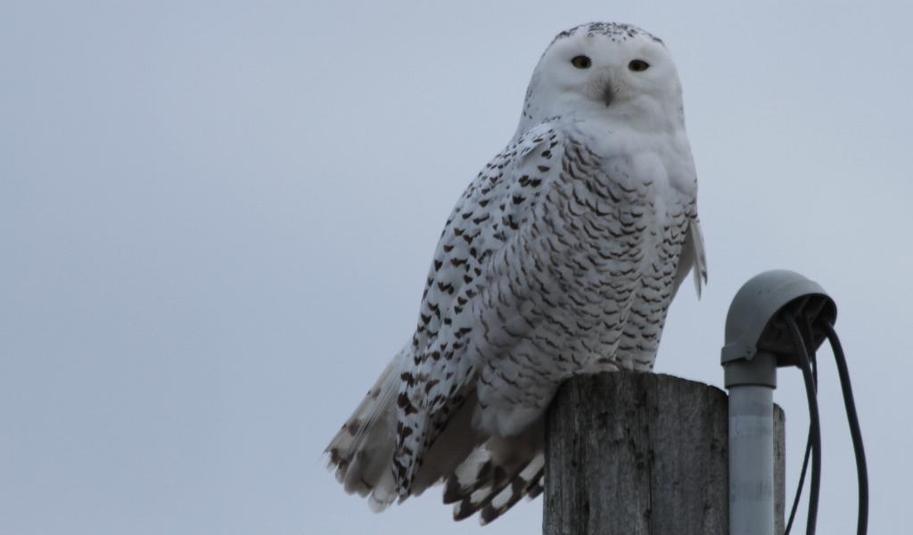 Harfang des neiges 2015 12 05a