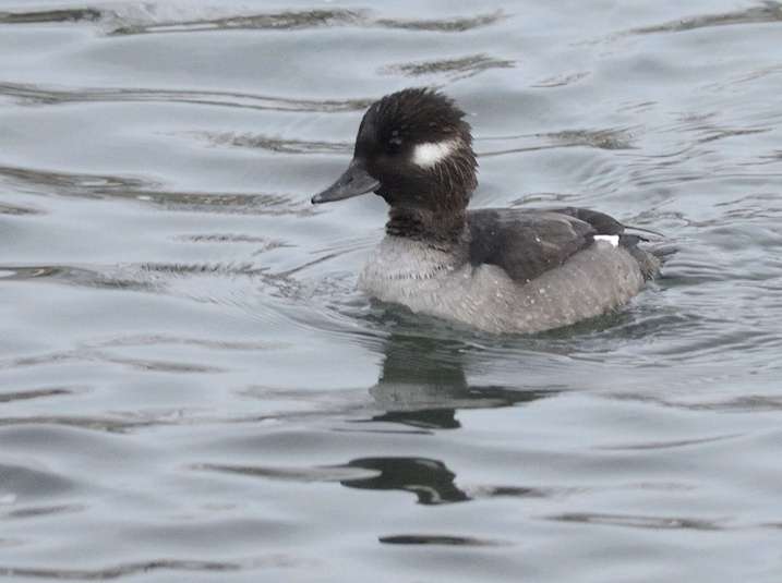 Petit garrot, Oiseaux