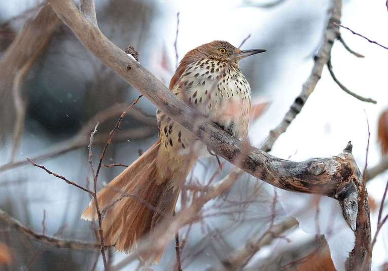Brown thrasher dec 18th 2015a