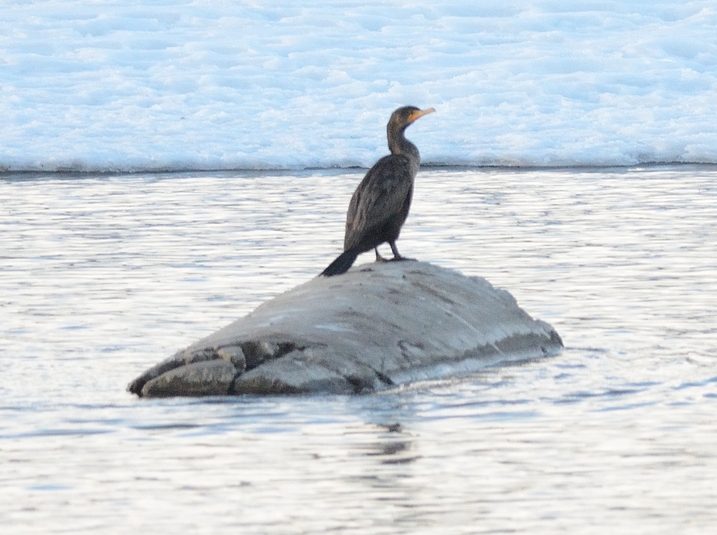 Cormorant %c3%a0 aigrettes