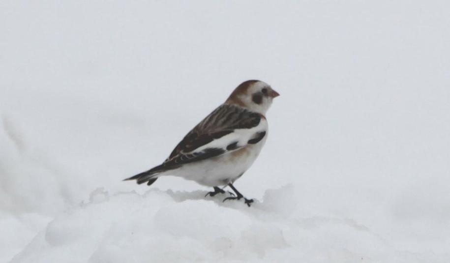 Plectrophane des neiges 2016 03 07
