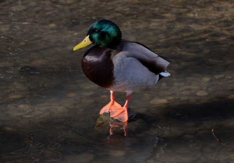 Canard colvert