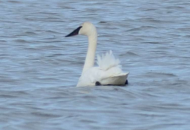 Cygne trompette