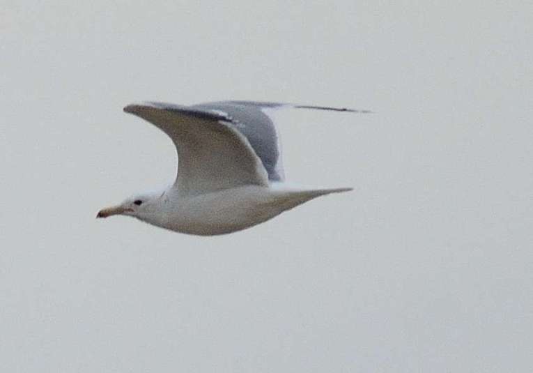 Goeland de californie