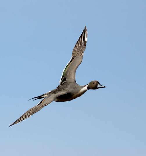 Canard pilet