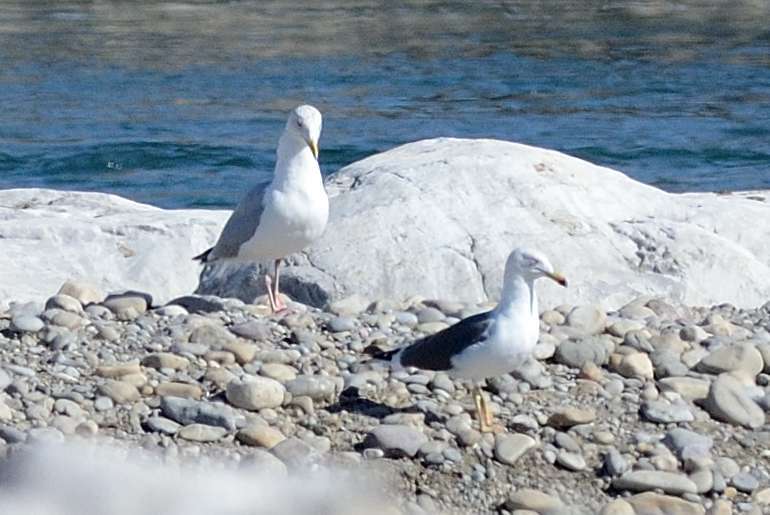 Goeland brun et goeland argent%c3%a9