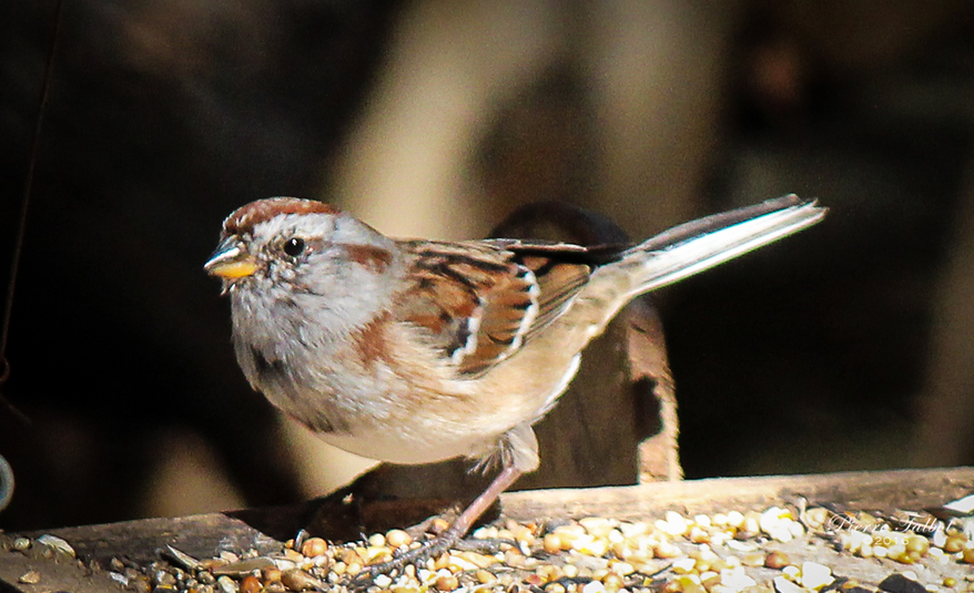 Oiseau 77
