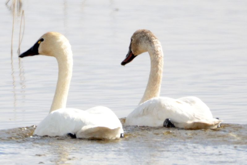 Cygne siffleur