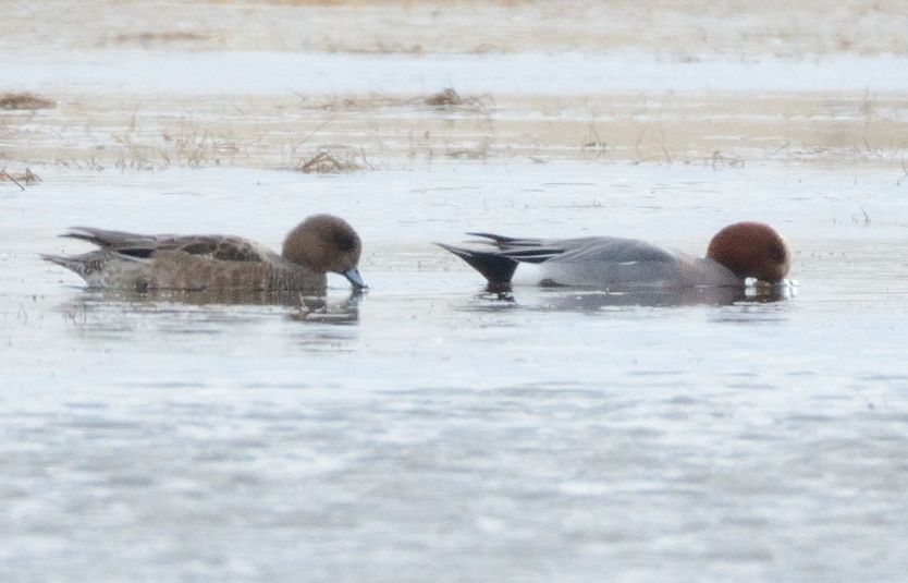 Canard siffleur