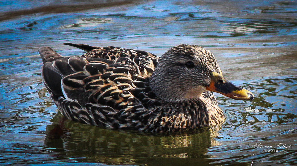 Oiseau 046