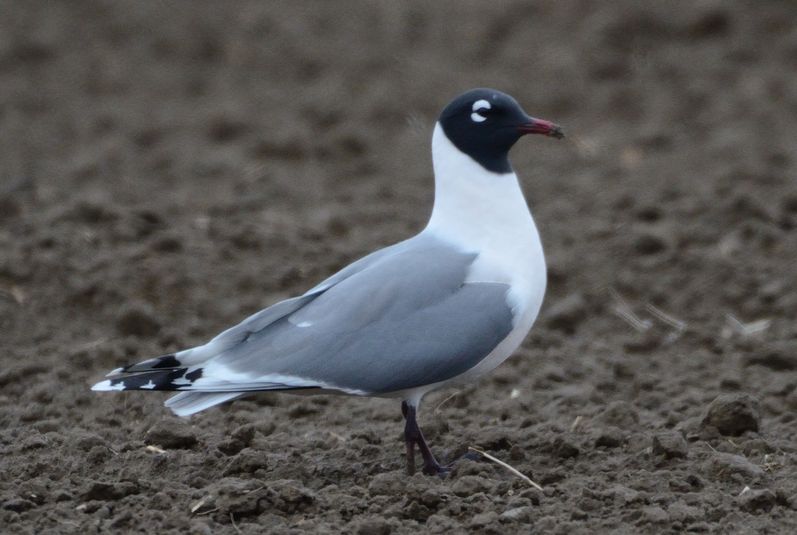 Mouette de franklin