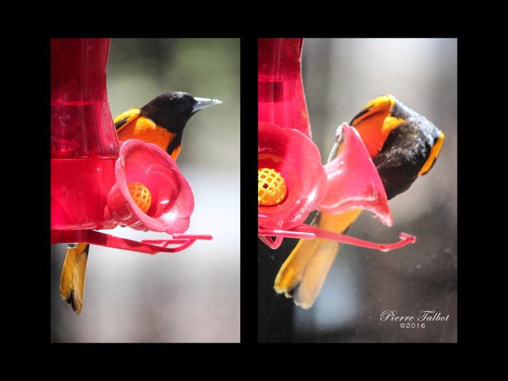 Oiseau 049