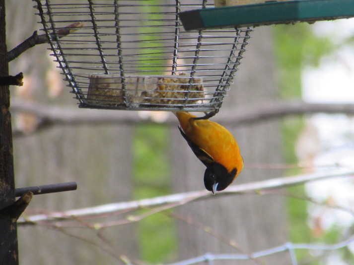 Oriole de baltimore