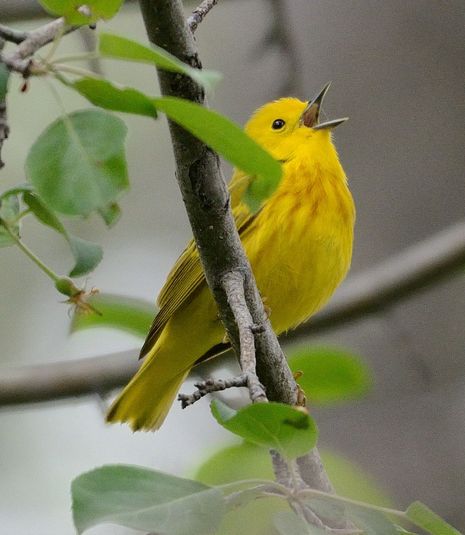 Paruline jaune