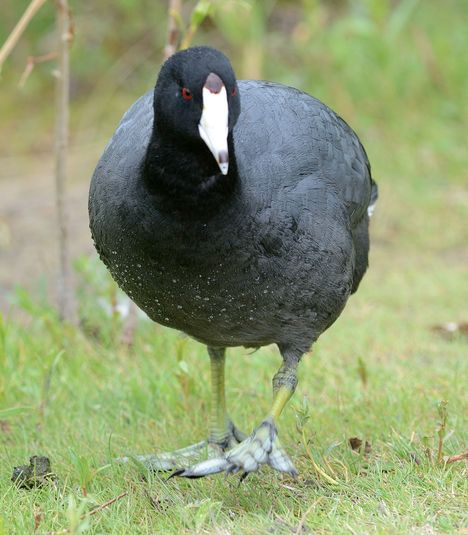 Foulque d am%c3%a9rique