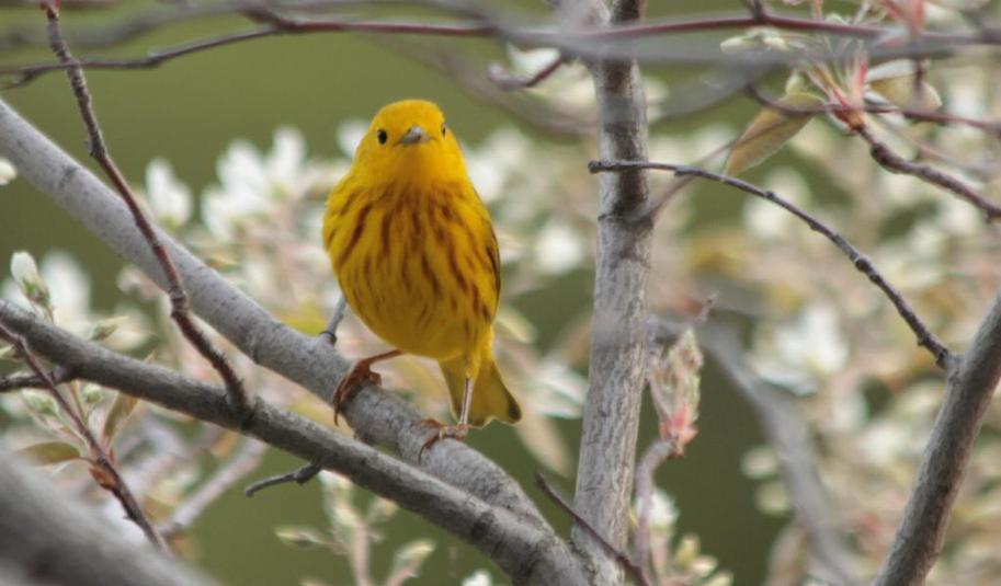 Paruline jaune 2016 05 21b