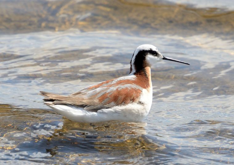 Phalarope de wilson