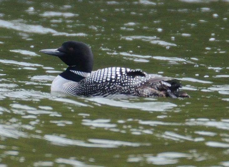 Plongeon huard