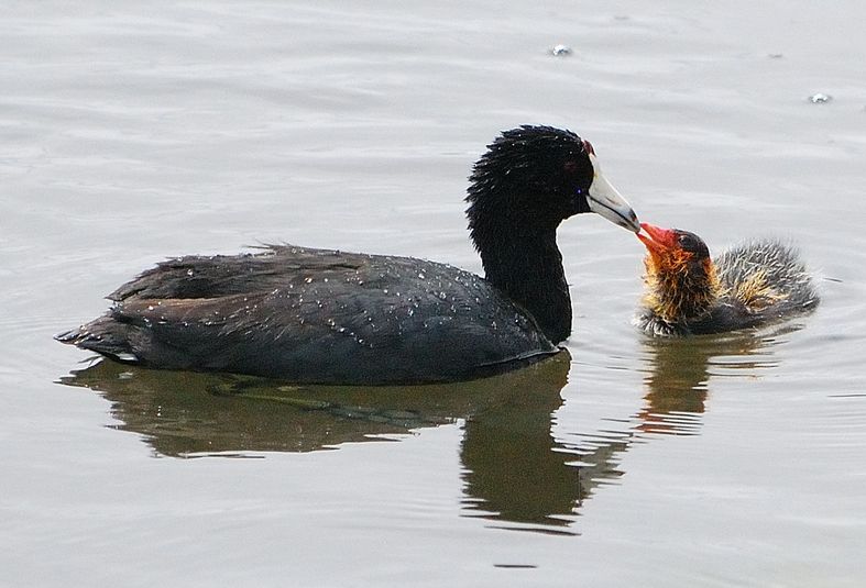Foulque avec jeune