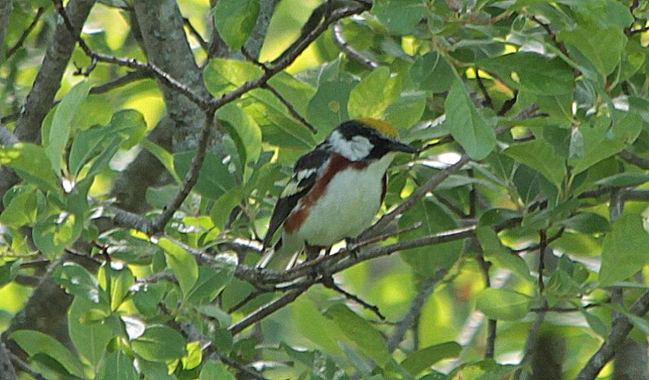 Paruline %c3%a0 flancs marron 2016 07 01a